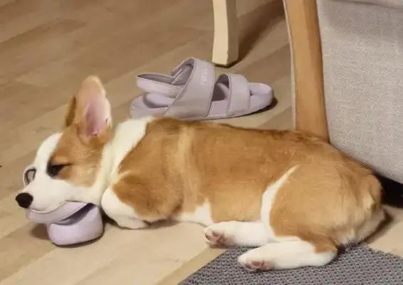 The dog was lying on the floor, sobbing, and the travelers chose to ignore it