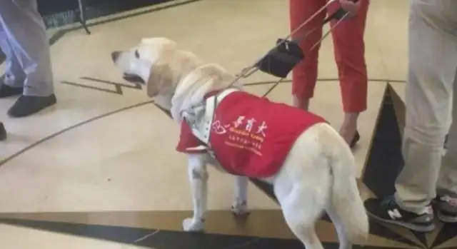 The guide dog takes the subway and the dog gets down