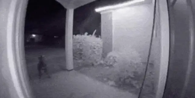 I was chased by dogs late in the night and scared me to run