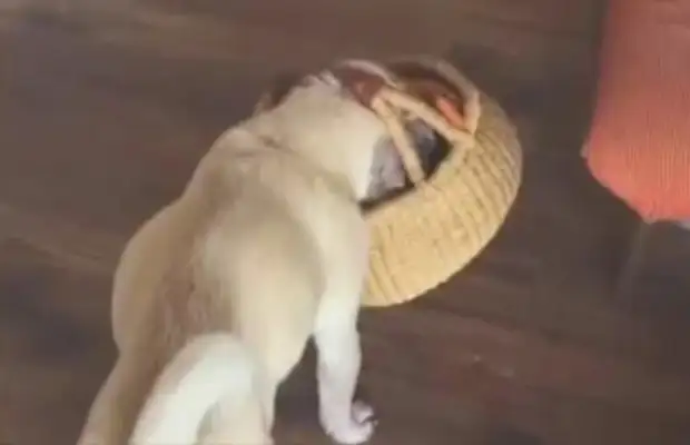 The master is not well. The dog is looking for a basket to buy fruit for the master