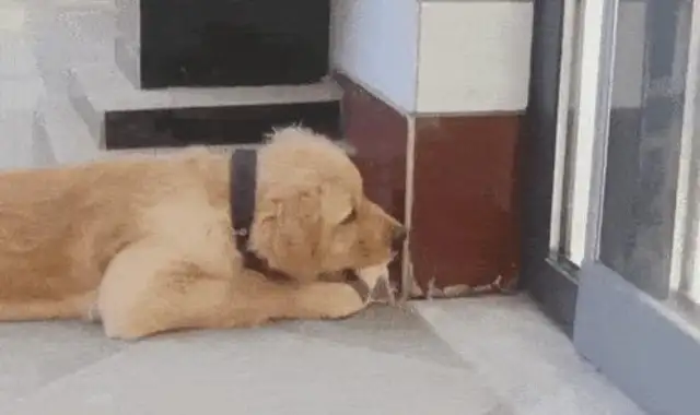 I was chased by dogs late in the night and scared me to run