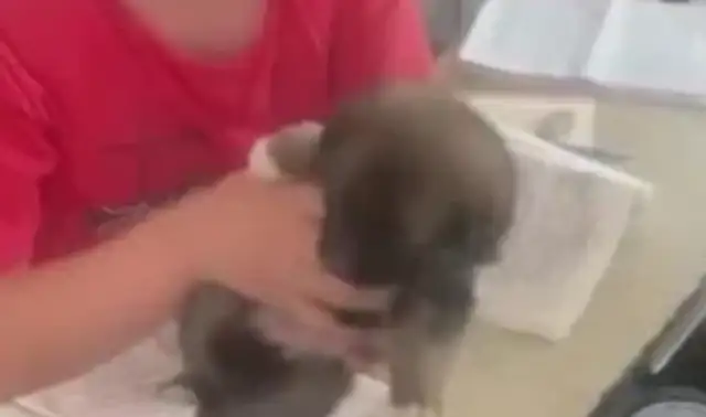 Students taking their dogs to school are named by People's Daily