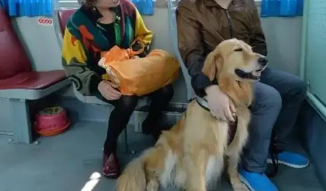 The man took the dog to the bus and was stopped by the driver and beat him