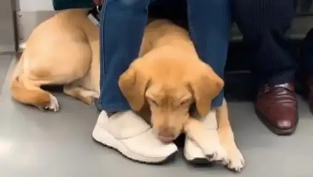 The guide dog takes the subway and the dog gets down
