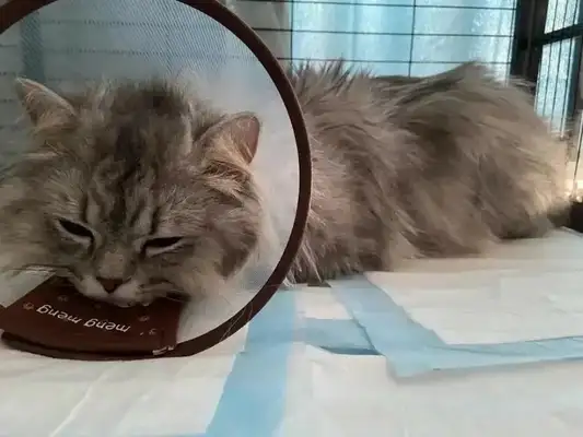 Cats die when they pee for a few days? Teach you how to identify and respond quickly