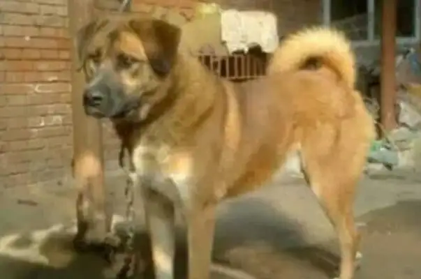 Do you remember when you were a kid? What's your dog called
