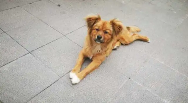 A dog of golden blood usually has these characteristics, and the last one is not obvious