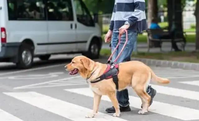 The man took the dog to the bus and was stopped by the driver and beat him