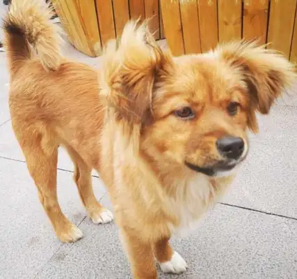 A dog of golden blood usually has these characteristics, and the last one is not obvious