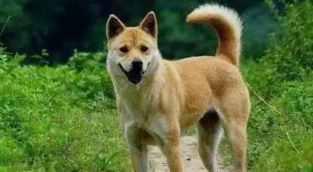 Do you remember when you were a kid? What's your dog called