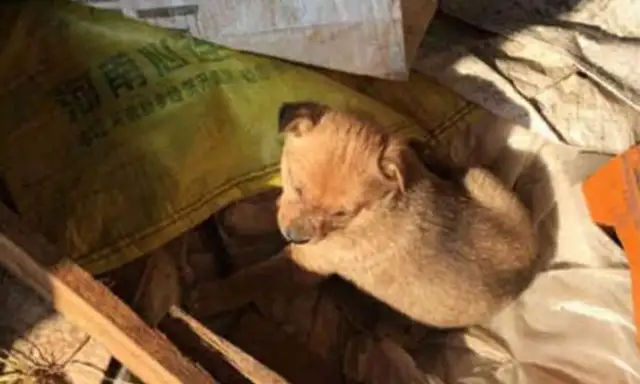 Little golden hair is in foster country. The dog has changed