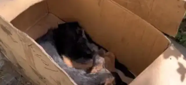 The German shepherd with the dog plague tried to get away from his fate, but the coldest thing to say was a cold word