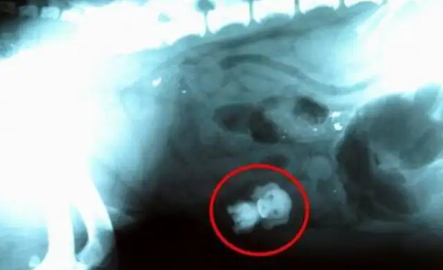 The naughty dog eats his toy and the bad owner takes it to the hospital