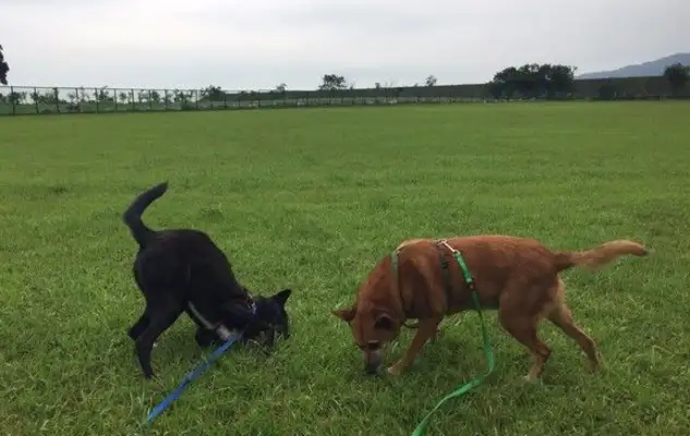 Dogs rise up early and are thrown out of a ditch and taken away by women for ten years