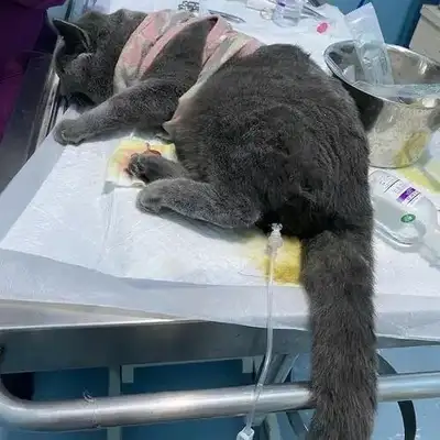 Cats die when they pee for a few days? Teach you how to identify and respond quickly