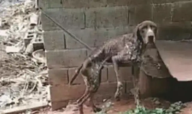 You shaved the dog for 380, you shaved it into a donkey