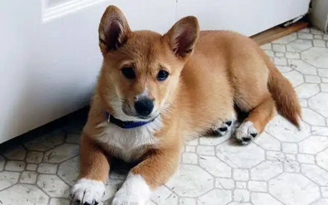A dog of golden blood usually has these characteristics, and the last one is not obvious
