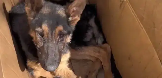 The German shepherd with the dog plague tried to get away from his fate, but the coldest thing to say was a cold word