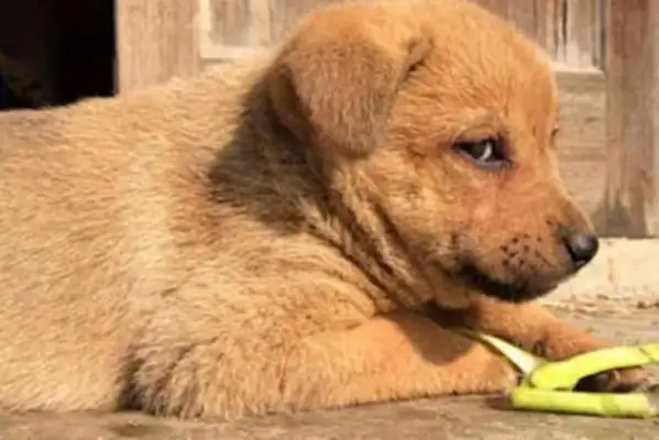 Little golden hair is in foster country. The dog has changed