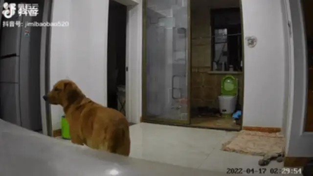 The owner is isolated, worried about dogs eating at home, and can turn on surveillance & #8230; crying