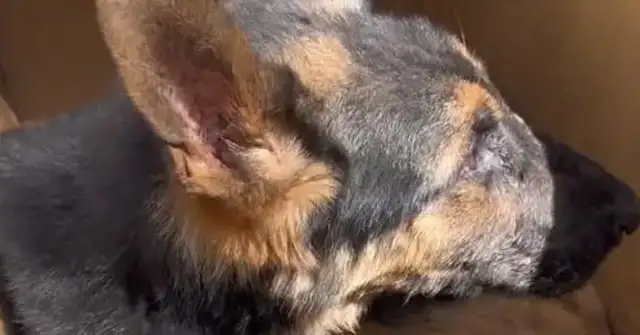 The German shepherd with the dog plague tried to get away from his fate, but the coldest thing to say was a cold word