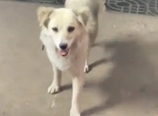 A stray dog who comes home on his own will not know until a month later