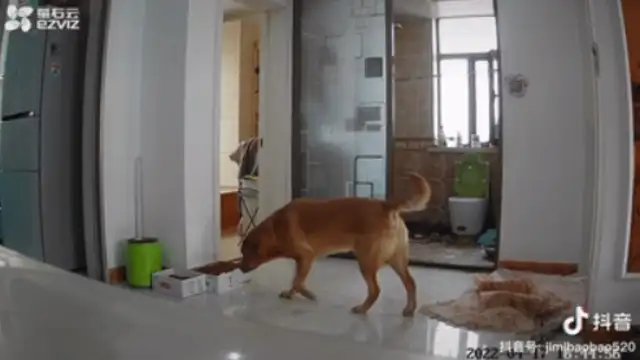 The owner is isolated, worried about dogs eating at home, and can turn on surveillance & #8230; crying
