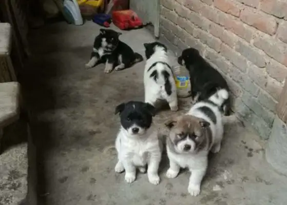 The stray mother's dog was adopted, and she had no face
