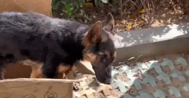 The German shepherd with the dog plague tried to get away from his fate, but the coldest thing to say was a cold word