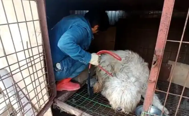 She's been in jail for five years, and the master wants to abandon her dog, and she'll meet her neighbor
