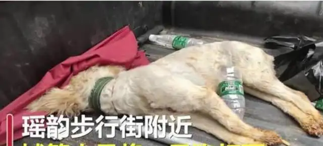 The dog who went to the streets alone was killed alive: dogs caught without strings