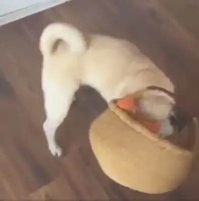 The master is not well. The dog is looking for a basket to buy fruit for the master