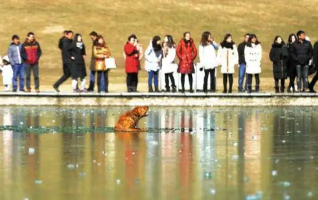 The dog is trapped in an ice lake, the eager man is rescued from an ice break, the latter act is moved by anyone