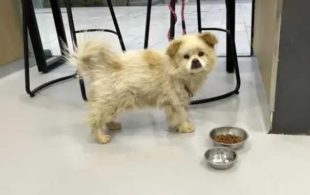 The dog who was left behind at the airport, who didn't find the owner, had a home