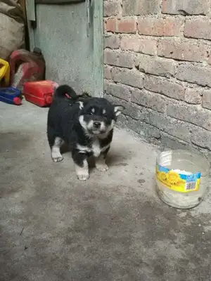 The stray mother's dog was adopted, and she had no face