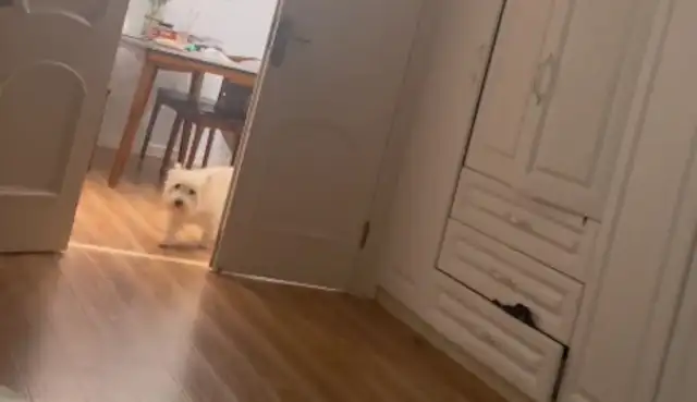 The master was lying sick and the dog thought he was crying in the living room