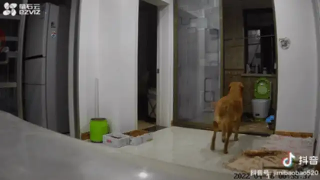 The owner is isolated, worried about dogs eating at home, and can turn on surveillance & #8230; crying