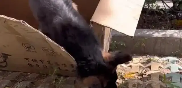 The German shepherd with the dog plague tried to get away from his fate, but the coldest thing to say was a cold word