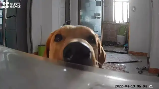 The owner is isolated, worried about dogs eating at home, and can turn on surveillance & #8230; crying