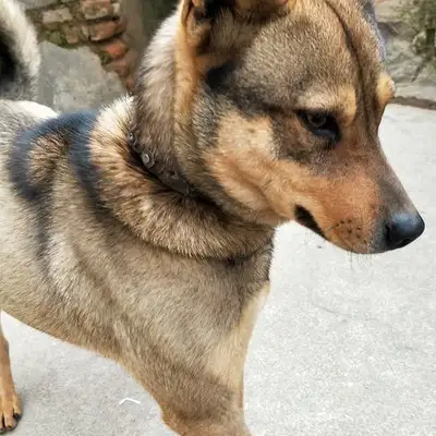The stray mother's dog was adopted, and she had no face
