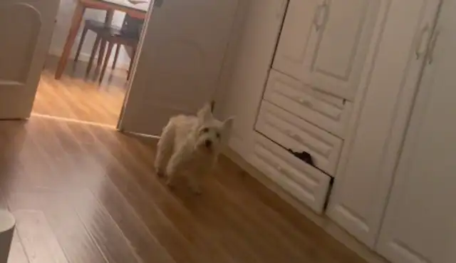 The master was lying sick and the dog thought he was crying in the living room