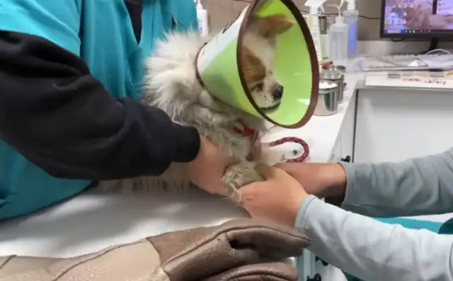 The dog who was left behind at the airport, who didn't find the owner, had a home