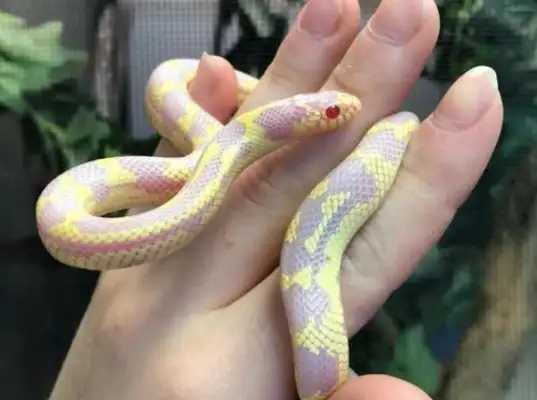 Are pet snakes harmful to health