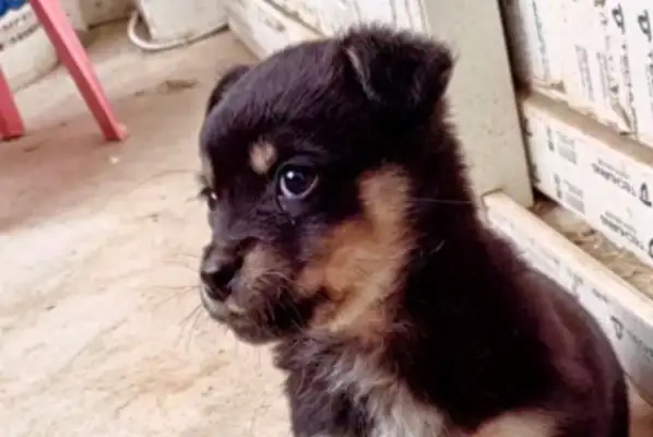 Because the dog had a cross on his chest, the master thought it was bad, so he threw it away