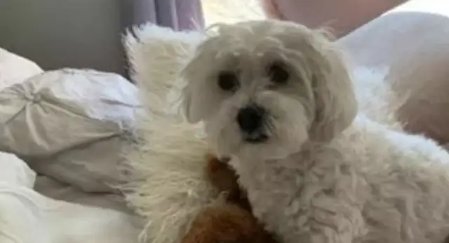 The dog lost his favorite toy