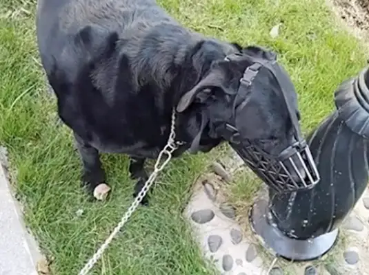 The district was poisoned with ham and sausage, and a dog and stray cat were poisoned
