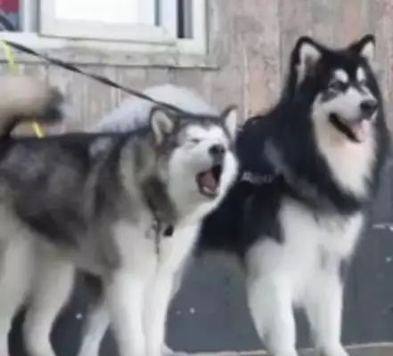 Whether a stray dog bites the Human Settlements Committee is under an obligation to attack a group of residents in Tunzhou