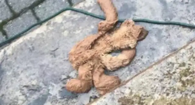 The dog lost his favorite toy
