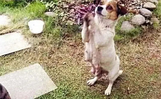 The dog suddenly ran into the man, and he kept poking
