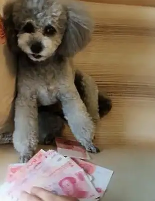 The master gave Teddy a stack of money. The dog took it